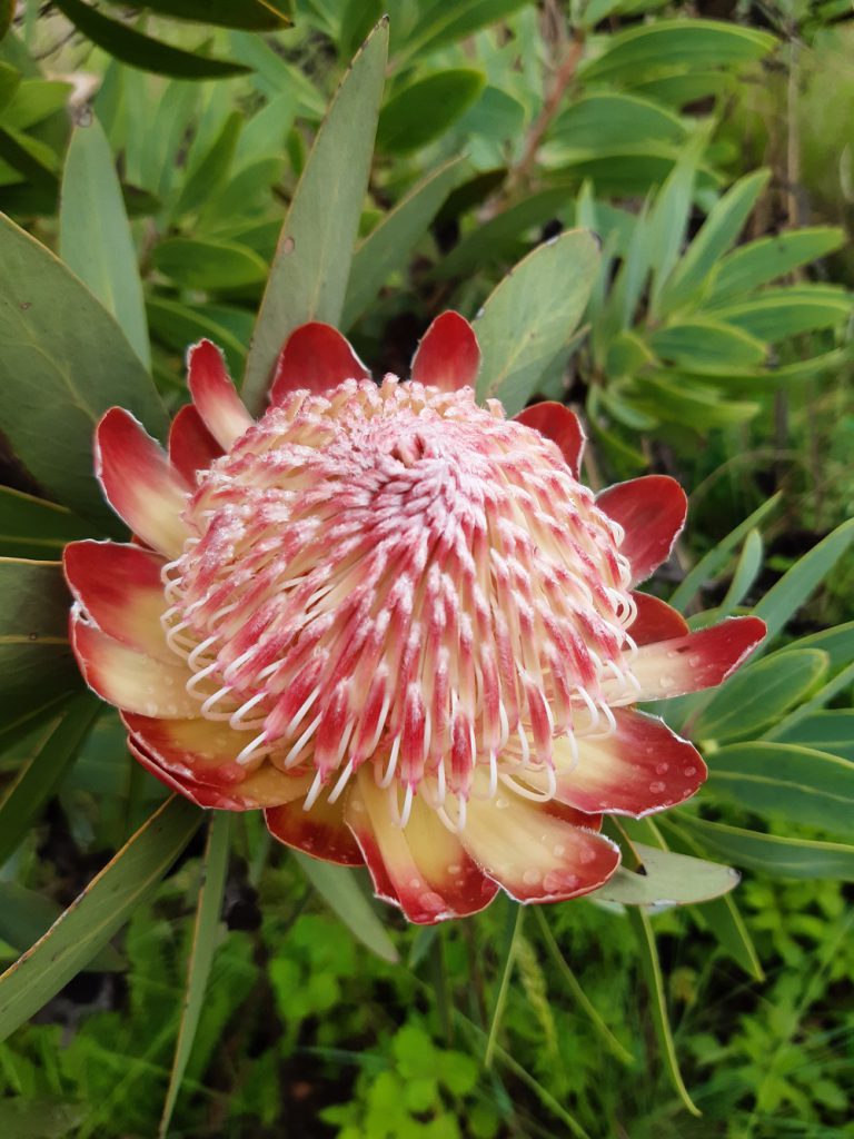 A protea flower in bloom on Linksfield Ridge